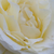 Bela - Vrtnica čajevka - Iris Honey